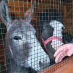 25.12.2020 Działoszyce. Żywa szopka / Anna Surówka