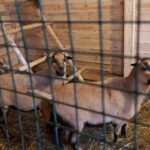 25.12.2020 Działoszyce. Żywa szopka / Anna Surówka