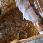 25.12.2020 Działoszyce. Żywa szopka / Anna Surówka