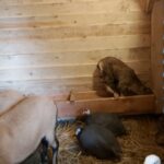 25.12.2020 Działoszyce. Żywa szopka / Anna Surówka