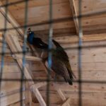 25.12.2020 Działoszyce. Żywa szopka / Anna Surówka