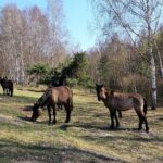 Koniki polskie / Zespół Świętokrzyskich i Nadnidziańskich Parków Krajobrazowych