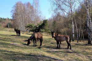 Koniki polskie / Zespół Świętokrzyskich i Nadnidziańskich Parków Krajobrazowych