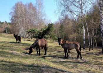 Koniki polskie / Zespół Świętokrzyskich i Nadnidziańskich Parków Krajobrazowych