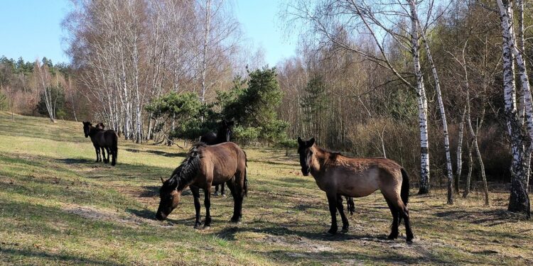 Koniki polskie / Zespół Świętokrzyskich i Nadnidziańskich Parków Krajobrazowych