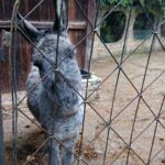 19.12.2020. Kałków.Szopka plenerowa i zwierzęta z mini zoo / Anna Głąb / Radio Kielce