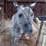 19.12.2020. Kałków.Szopka plenerowa i zwierzęta z mini zoo / Anna Głąb / Radio Kielce