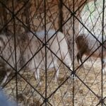 19.12.2020. Kałków.Szopka plenerowa i zwierzęta z mini zoo / Anna Głąb / Radio Kielce