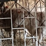 19.12.2020. Kałków.Szopka plenerowa i zwierzęta z mini zoo / Anna Głąb / Radio Kielce