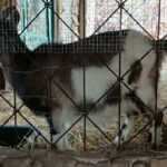 19.12.2020. Kałków.Szopka plenerowa i zwierzęta z mini zoo / Anna Głąb / Radio Kielce