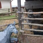 25.12.2020 Kałków. Szopka plenerowa / Anna Głąb / Radio Kielce