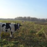 09.12.2020 Kluczewsko. Stado zaniedbanych krów / Ewa Pociejowska-Gawęda / Radio Kielce