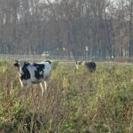 09.12.2020 Kluczewsko. Stado zaniedbanych krów / Ewa Pociejowska-Gawęda / Radio Kielce