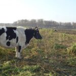 09.12.2020 Kluczewsko. Stado zaniedbanych krów / Ewa Pociejowska-Gawęda / Radio Kielce