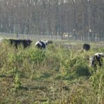 09.12.2020 Kluczewsko. Stado zaniedbanych krów / Ewa Pociejowska-Gawęda / Radio Kielce