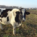 09.12.2020 Kluczewsko. Stado zaniedbanych krów / Ewa Pociejowska-Gawęda / Radio Kielce