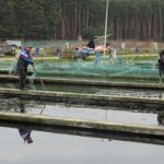 16.12.2020 Karsznice. Gospodarstwo rybackie / Ewa Pociejowska-Gawęda / Radio Kielce