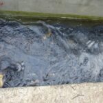 16.12.2020 Karsznice. Gospodarstwo rybackie / Ewa Pociejowska-Gawęda / Radio Kielce