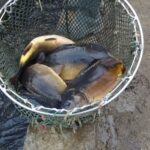 16.12.2020 Karsznice. Gospodarstwo rybackie / Ewa Pociejowska-Gawęda / Radio Kielce