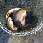 16.12.2020 Karsznice. Gospodarstwo rybackie / Ewa Pociejowska-Gawęda / Radio Kielce