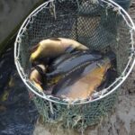 16.12.2020 Karsznice. Gospodarstwo rybackie / Ewa Pociejowska-Gawęda / Radio Kielce