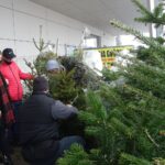 19.12.2020. Jędrzejów. Sprzedaż choinek / Ewa Pociejowska-Gawęda / Radio Kielce