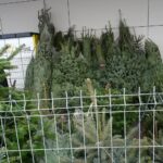 19.12.2020. Jędrzejów. Sprzedaż choinek / Ewa Pociejowska-Gawęda / Radio Kielce