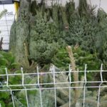 19.12.2020. Jędrzejów. Sprzedaż choinek / Ewa Pociejowska-Gawęda / Radio Kielce