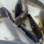 2012.2020. Jędrzejów. Sprzedaż karpia / Ewa Pociejowska-Gawęda / Radio Kielce