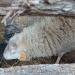 25.12.2020 Kałków. Szopka plenerowa / Anna Głąb / Radio Kielce