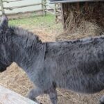 25.12.2020 Kałków. Szopka plenerowa / Anna Głąb / Radio Kielce