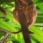 Filipiny / Majka Szura