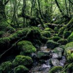 Japonia / Alan Kępski