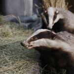 19.12.2020. Święty Krzyż. Szopka bożonarodzeniowa / Jarosław Kubalski / Radio Kielce