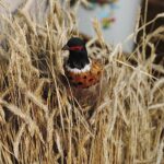 19.12.2020. Święty Krzyż. Szopka bożonarodzeniowa / Jarosław Kubalski / Radio Kielce