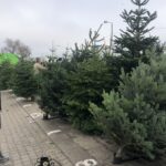 19.12.2020. Sandomierz. Sprzedaż choinek / Grażyna Szlęzak-Wójcik / Radio Kielce