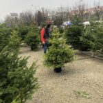 19.12.2020. Sandomierz. Sprzedaż choinek / Grażyna Szlęzak-Wójcik / Radio Kielce