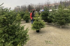 19.12.2020. Sandomierz. Sprzedaż choinek / Grażyna Szlęzak-Wójcik / Radio Kielce