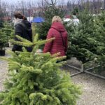 19.12.2020. Sandomierz. Sprzedaż choinek / Grażyna Szlęzak-Wójcik / Radio Kielce