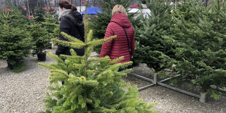 19.12.2020. Sandomierz. Sprzedaż choinek / Grażyna Szlęzak-Wójcik / Radio Kielce