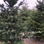 19.12.2020. Sandomierz. Sprzedaż choinek / Grażyna Szlęzak-Wójcik / Radio Kielce