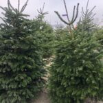 19.12.2020. Sandomierz. Sprzedaż choinek / Grażyna Szlęzak-Wójcik / Radio Kielce