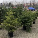 19.12.2020. Sandomierz. Sprzedaż choinek / Grażyna Szlęzak-Wójcik / Radio Kielce