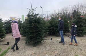 19.12.2020. Sandomierz. Sprzedaż choinek / Grażyna Szlęzak-Wójcik / Radio Kielce