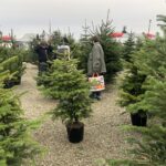 19.12.2020. Sandomierz. Sprzedaż choinek / Grażyna Szlęzak-Wójcik / Radio Kielce