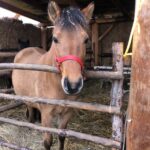 24.12.2020. Sandomierz. Żywa szopka / Grażyna Szlęzak-Wójcik / Radio Kielce