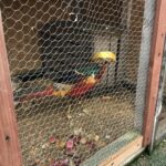 24.12.2020. Sandomierz. Żywa szopka / Grażyna Szlęzak-Wójcik / Radio Kielce