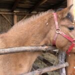 24.12.2020. Sandomierz. Żywa szopka / Grażyna Szlęzak-Wójcik / Radio Kielce