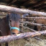 24.12.2020. Sandomierz. Żywa szopka / Grażyna Szlęzak-Wójcik / Radio Kielce