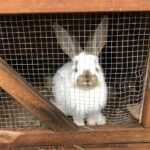 24.12.2020. Sandomierz. Żywa szopka / Grażyna Szlęzak-Wójcik / Radio Kielce